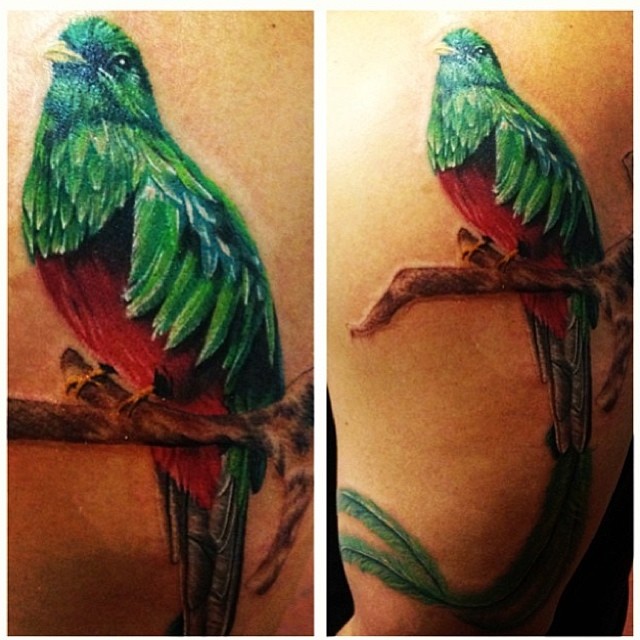 quetzal bird tattoo